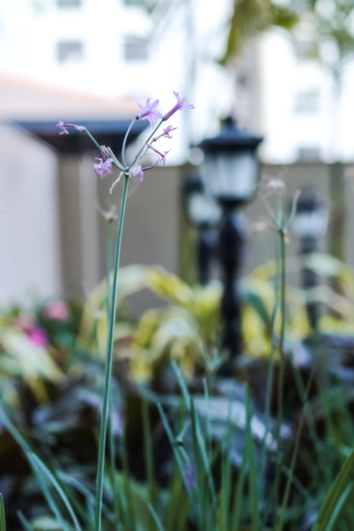 Ronak Anand Terrace — Atelier Landschaft